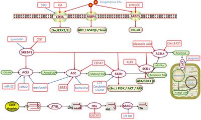 Fatty acid metabolism: A new therapeutic target for cervical cancer